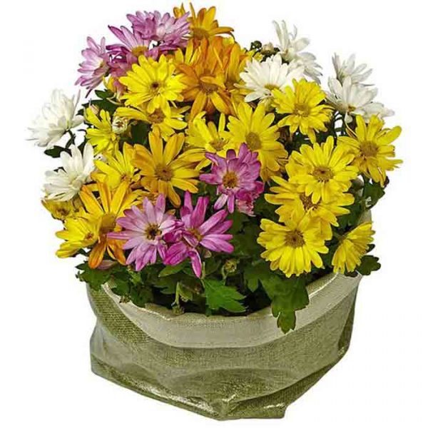 Basket of Daisy Plants