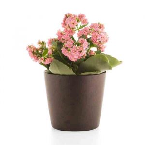 Potted Kalanchoe