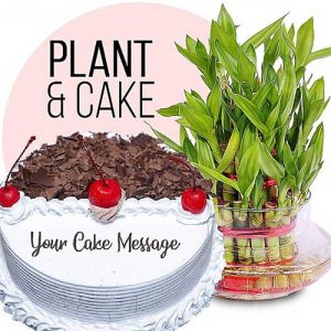 Black Forest Cake 1kg & Lucky Bamboo Plant