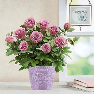 Lavish Lavender Rose Plant