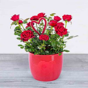 Luxury Rose Plant